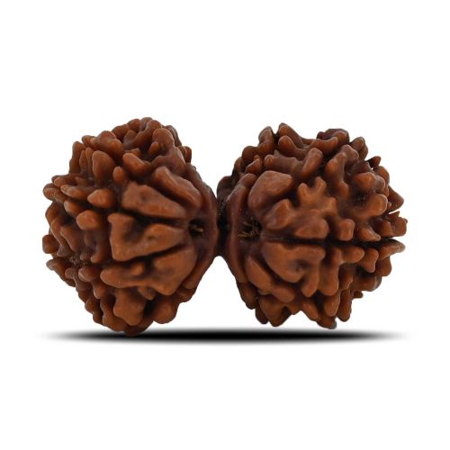 Natural 11 Mukhi (Elevan Mukhi) Gauri Shankar Rudraksha (Nepal) GJSPC Certified 33.26 M.M.