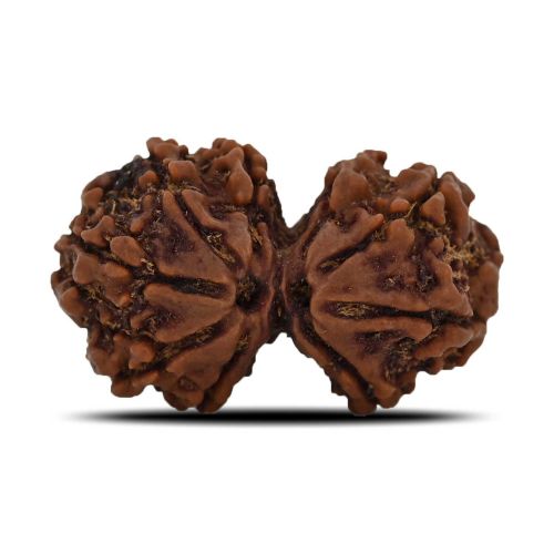 Natural 9 Mukhi (Nine Mukhi) Gauri Shankar Rudraksha (Nepal) GJSPC Certified 31.1 M.M.