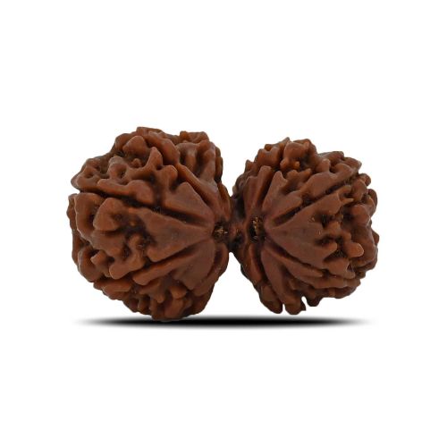 Natural 10 Mukhi (Ten Mukhi) Gauri Shankar Rudraksha (Nepal) GJSPC Certified 31.47 M.M.