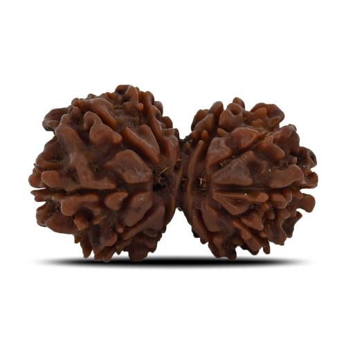 Natural 11 Mukhi (Elevan Mukhi) Gauri Shankar Rudraksha (Nepal) GJSPC Certified 29.07 M.M.