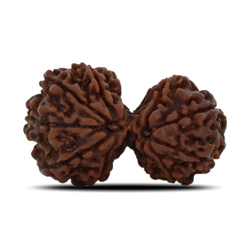 Natural 12 Mukhi (Twelve Mukhi) Gauri Shankar Rudraksha (Nepal) GJSPC Certified 31.56 M.M.