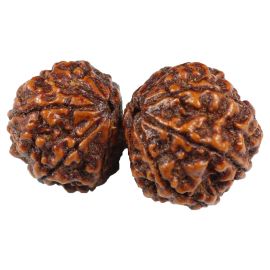 Natural Gauri Shankar 11 Mukhi Rudraksha (Nepal) GJSPC Certified 35.31 M.M.