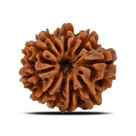 Natural 10 Mukhi (Ten Mukhi) Nepal Rudraksha GJSPC Certified 22.58 M.M.