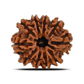 Natural 10 Mukhi (Ten Mukhi) Nepal Rudraksha GJSPC Certified 22.46 M.M.