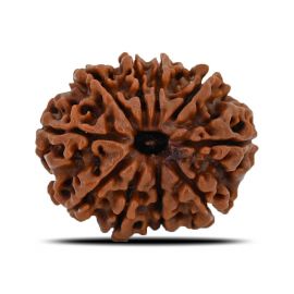 Natural 10 Mukhi (Ten Mukhi) Nepal Rudraksha GJSPC Certified 23.93 M.M.