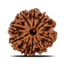 Natural 10 Mukhi (Ten Mukhi) Nepal Rudraksha GJSPC Certified 21.94 M.M.