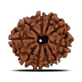 Natural 10 Mukhi (Ten Mukhi) Nepal Rudraksha GJSPC Certified 22.42 M.M.