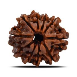 Natural 10 Mukhi (Ten Mukhi) Nepal Rudraksha GJSPC Certified 23.18 M.M.