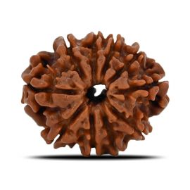 Natural 10 Mukhi (Ten Mukhi) Nepal Rudraksha GJSPC Certified 21.88 M.M.