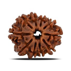 Natural 10 Mukhi (Ten Mukhi) Nepal Rudraksha GJSPC Certified 24.35 M.M.