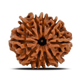 Natural 10 Mukhi (Ten Mukhi) Nepal Rudraksha GJSPC Certified 21.3 M.M.