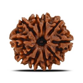 Natural 10 Mukhi (Ten Mukhi) Nepal Rudraksha GJSPC Certified 22.89 M.M.