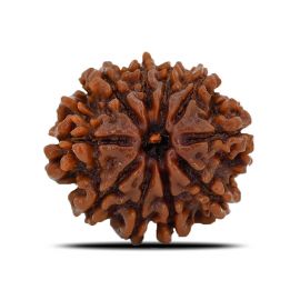 Natural 10 Mukhi (Ten Mukhi) Nepal Rudraksha GJSPC Certified 22.64 M.M.