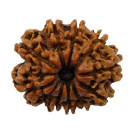 Natural 10 Mukhi Nepali Rudraksha Collector Size (Ten Mukhi) 23.9 M.M.