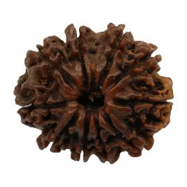 Natural 10 Mukhi Nepali Rudraksha Collector Size (Ten Mukhi) 24.14 M.M.