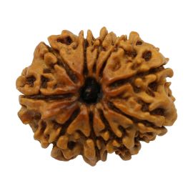 Natural 10 Mukhi Nepali Rudraksha (Ten Mukhi) 23.21 M.M.