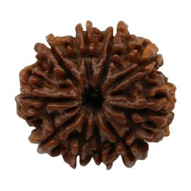 Natural 10 Mukhi Nepali Rudraksha Collector Size (Ten Mukhi) 26.63 M.M.