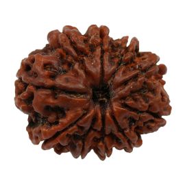 Natural 10 Mukhi Nepali Rudraksha Collector Size (Ten Mukhi) 25.2 M.M.