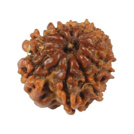 Natural 10 Mukhi (Ten Mukhi) Rudraksha (Nepal) GJSPC Certified 19.04 M.M.