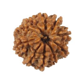 Natural 10 Mukhi (Ten Mukhi) Rudraksha (Nepal) GJSPC Certified 17.49 M.M.