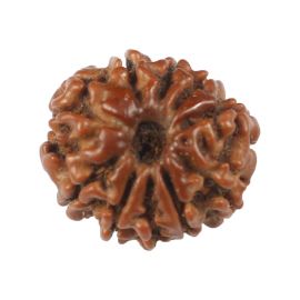 Natural 10 Mukhi (Ten Mukhi) Rudraksha (Nepal) GJSPC Certified 16.4 M.M.