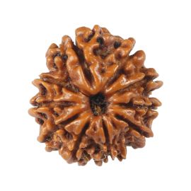 Natural 10 Mukhi (Ten Mukhi) Rudraksha (Nepal) GJSPC Certified 18.65 M.M.