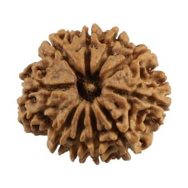 Natural 10 Mukhi (Ten Mukhi) Nepali Rudraksha GJSPC Certified 23.01 M.M.