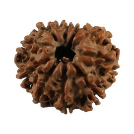 Natural 10 Mukhi (Ten Mukhi) Nepali Rudraksha GJSPC Certified 21.31 M.M.