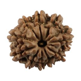 Natural 10 Mukhi (Ten Mukhi) Nepali Rudraksha GJSPC Certified 19.49 M.M.