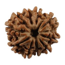 Natural 10 Mukhi (Ten Mukhi) Nepali Rudraksha GJSPC Certified 19.18 M.M.