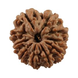 Natural 10 Mukhi (Ten Mukhi) Nepali Rudraksha GJSPC Certified 21.28 M.M.