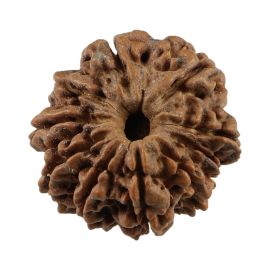 Natural 10 Mukhi (Ten Mukhi) Nepali Rudraksha GJSPC Certified 23.7 M.M.