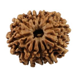 Natural 10 Mukhi (Ten Mukhi) Nepali Rudraksha GJSPC Certified 23.86 M.M.