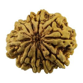 Natural 10 Mukhi (Ten Mukhi) Nepali Rudraksha GJSPC Certified 30.72 M.M.