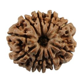 Natural 10 Mukhi (Ten Mukhi) Nepali Rudraksha GJSPC Certified 22.86 M.M.