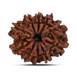 10 Mukhi Rudraksha 22.42 M.M.