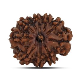 10 Mukhi Rudraksha 21.76 M.M.