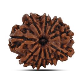 10 Mukhi Rudraksha 23.17 M.M.