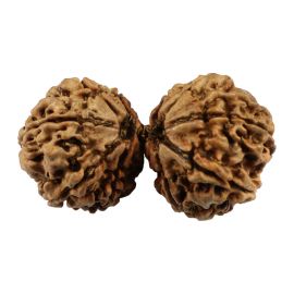 Natural 10 Mukhi (Ten Mukhi) Gauri Shankar Nepali Rudraksha GJSPC Certified 39.1 M.M.