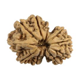 Natural 10 Mukhi (Ten Mukhi) Gauri Shankar Nepali Rudraksha GJSPC Certified 25.85 M.M.