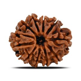 Natural 11 Mukhi (Eleven Mukhi) Nepal Rudraksha GJSPC Certified 23.32 M.M.