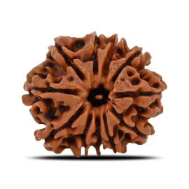 Natural 11 Mukhi (Eleven Mukhi) Nepal Rudraksha GJSPC Certified 22.75 M.M.