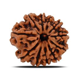 Natural 11 Mukhi (Eleven Mukhi) Nepal Rudraksha GJSPC Certified 20.51 M.M.