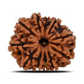 Natural 11 Mukhi (Eleven Mukhi) Nepal Rudraksha GJSPC Certified 22.58 M.M.