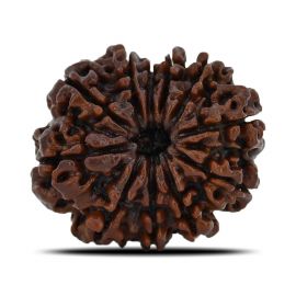 Natural 11 Mukhi (Eleven Mukhi) Nepal Rudraksha GJSPC Certified 23.8 M.M.