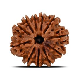 Natural 11 Mukhi (Eleven Mukhi) Nepal Rudraksha GJSPC Certified 23.53 M.M.