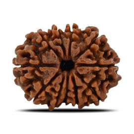 Natural 11 Mukhi (Eleven Mukhi) Nepal Rudraksha GJSPC Certified 23.28 M.M.