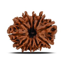 Natural 11 Mukhi (Eleven Mukhi) Nepal Rudraksha GJSPC Certified 25.28 M.M.