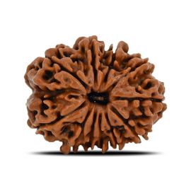 Natural 11 Mukhi (Eleven Mukhi) Nepal Rudraksha GJSPC Certified 22.51 M.M.