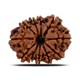 Natural 11 Mukhi (Eleven Mukhi) Nepal Rudraksha GJSPC Certified 24.43 M.M.